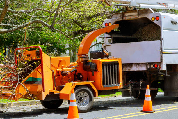 How Our Tree Care Process Works  in  Castle Shannon, PA