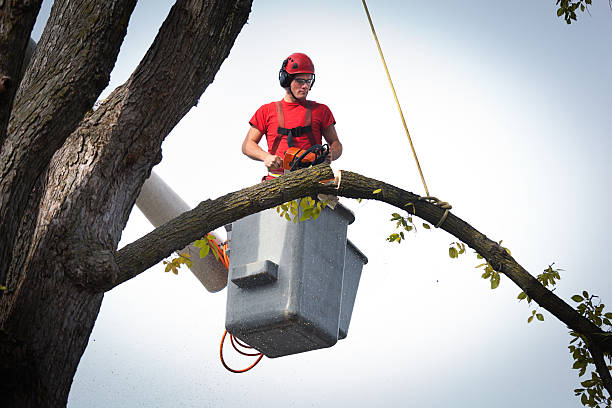 Best Tree Trimming and Pruning  in Castle Shannon, PA