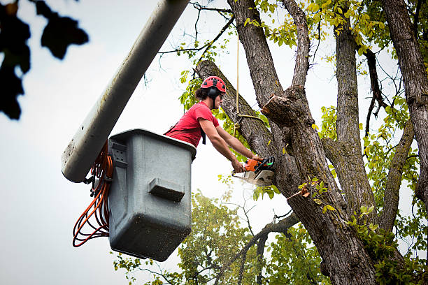 Best Root Management and Removal  in Castle Shannon, PA